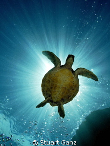 Sunburst Honu by Stuart Ganz 